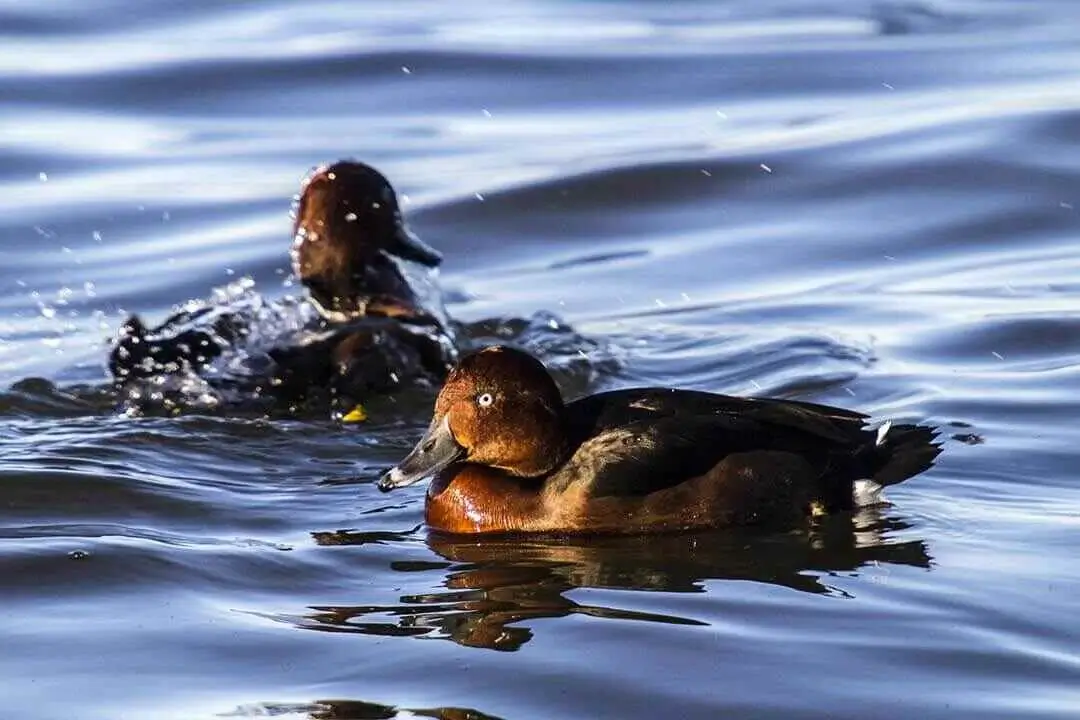 Ferruginous duck